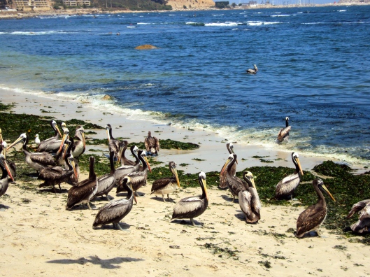 Pelicans outside the pescadería in Algarrobo
