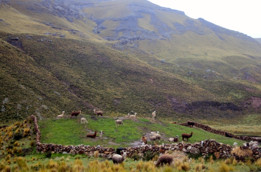 The Peruvian welcoming committee: fields of alpacas.